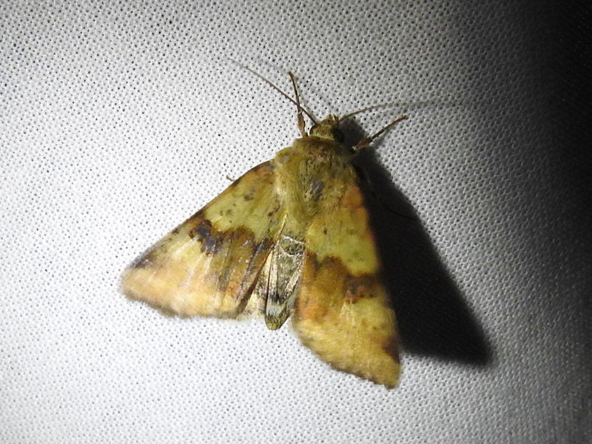 Heliothis viriplaca - mácsonyabagoly