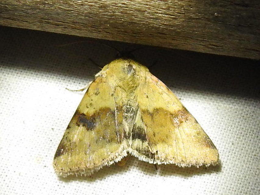 Heliothis viriplaca - mácsonyabagoly