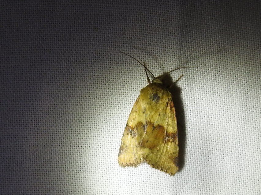 Heliothis viriplaca - mácsonyabagoly