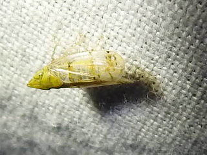 Japananus hyalinus