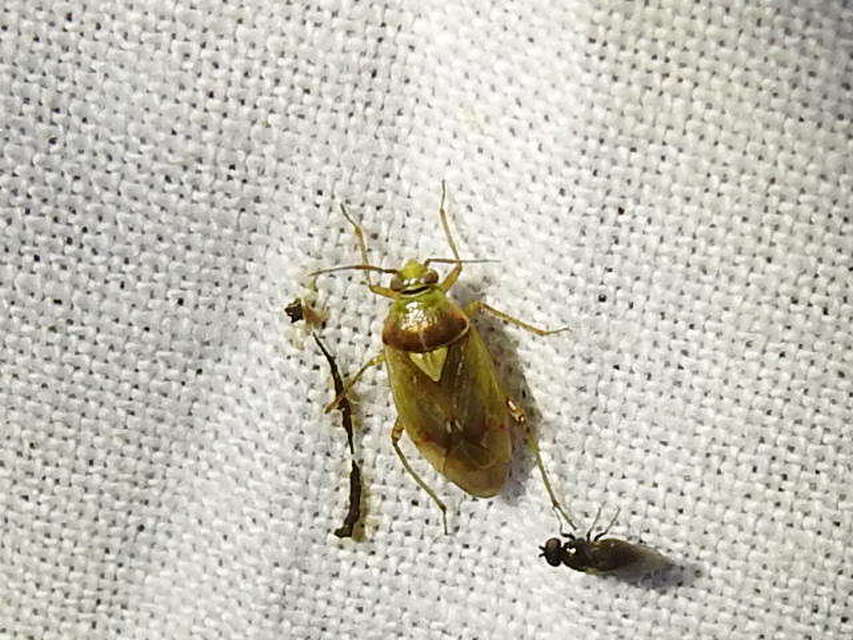Lygus rugulipennis - molyhos mezeipoloska