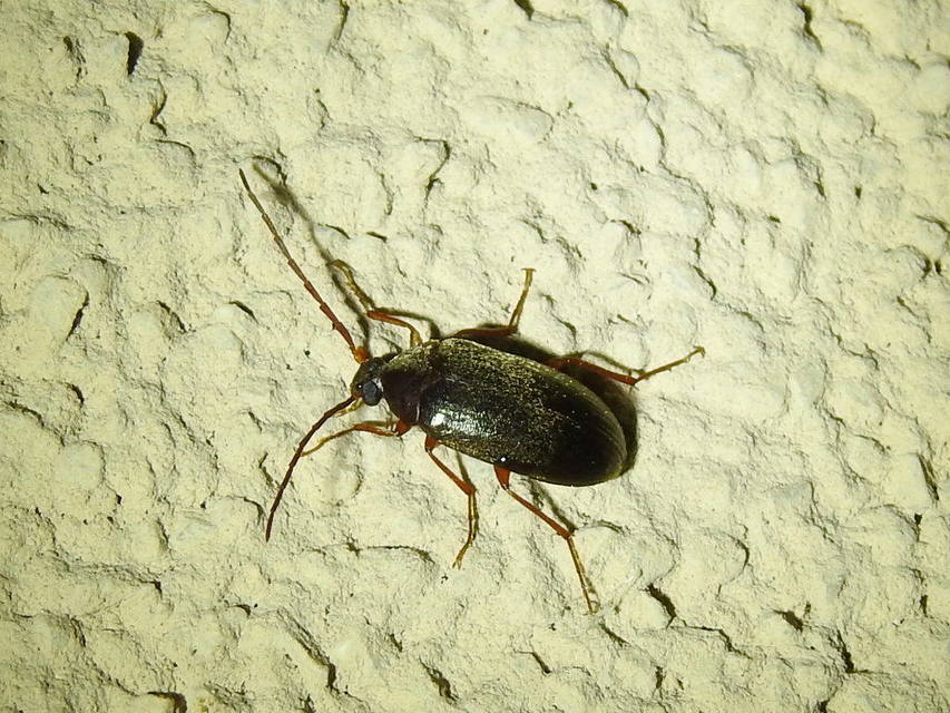 Hymenalia rufipes - rőtlábú alkonybogár