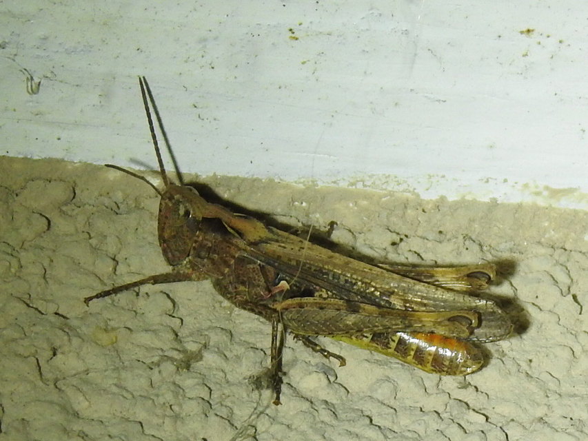 Chorthippus brunneus - közönséges tarlósáska