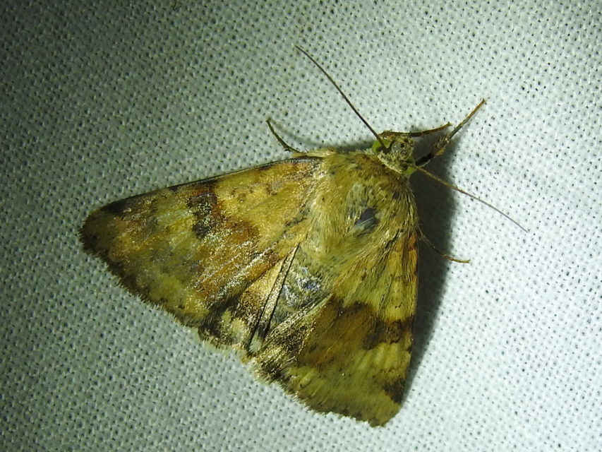Heliothis viriplaca - mácsonyabagoly