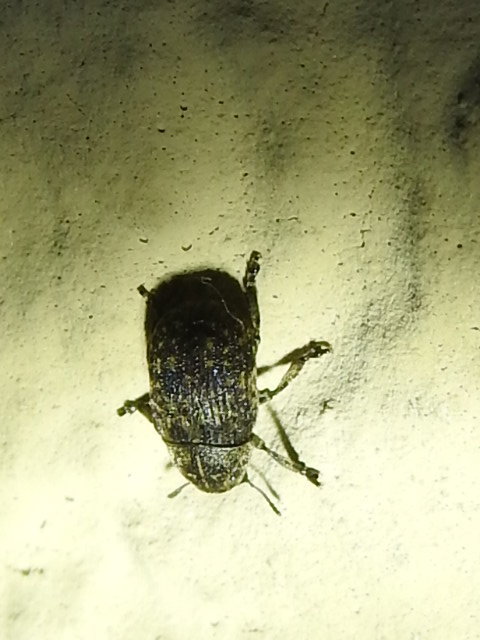 Anthribus nebulosus - ködfoltos pajzstetvész-orrosbogár