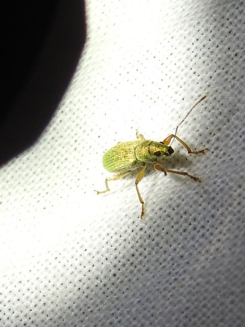 Polydrusus crinipes - mediterrán lombormányos