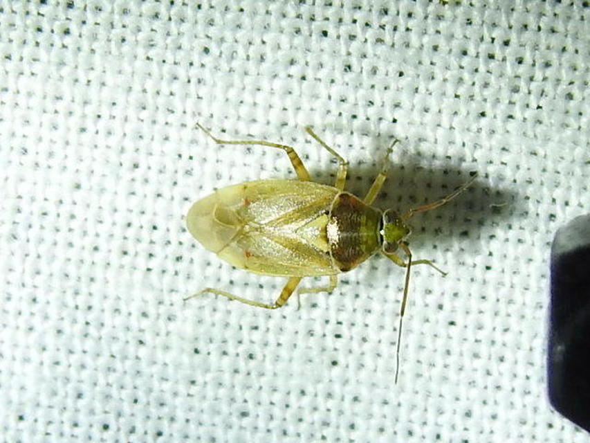 Lygus rugulipennis - molyhos mezeipoloska