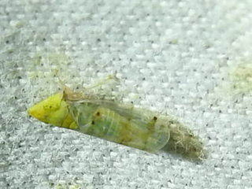 Japananus hyalinus
