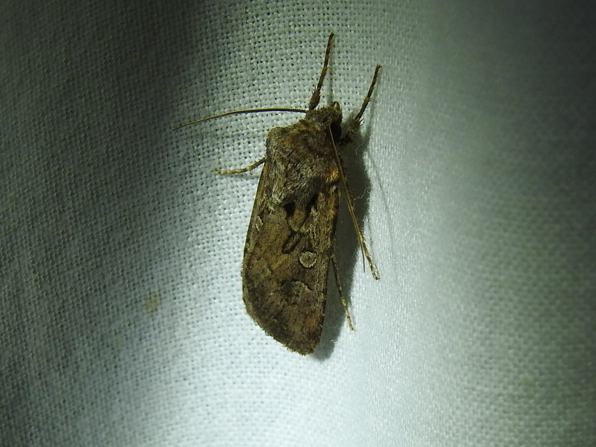 Euxoa tritici/nigrofusca/eruta