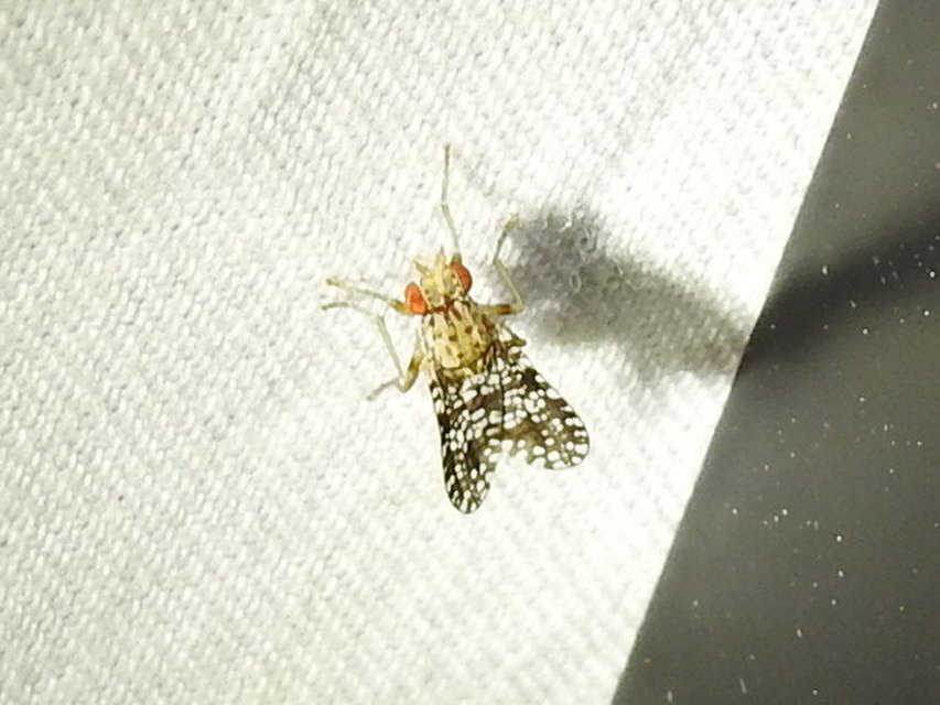 Trypetoptera punctulata - pirosszemű szarvaslégy