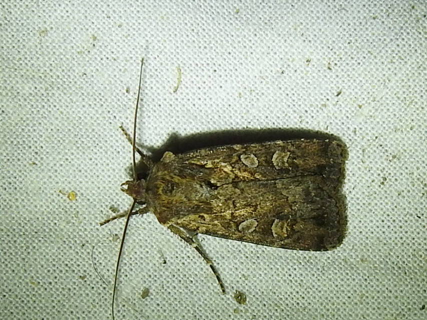 Euxoa tritici/nigrofusca/eruta