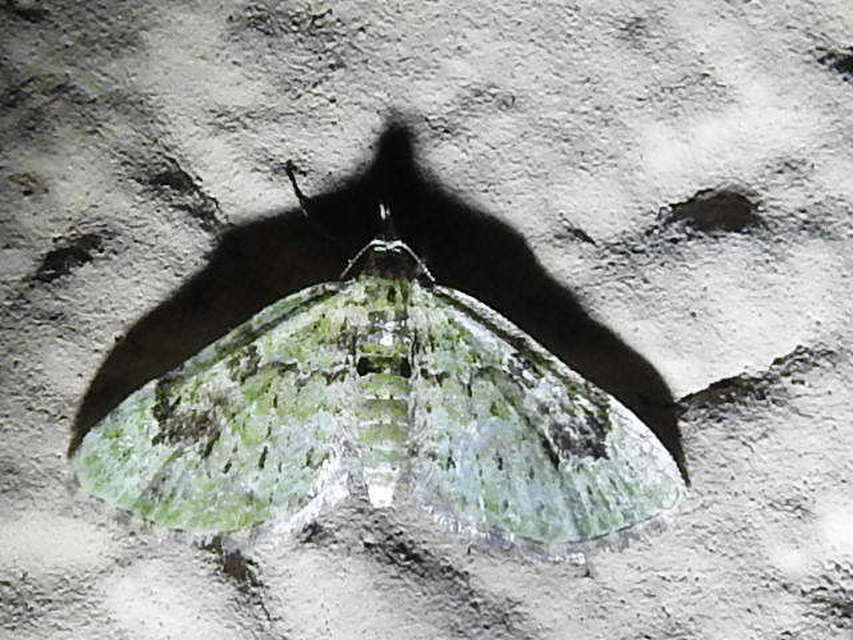 Chloroclystis v-ata - zöldes törpearaszoló