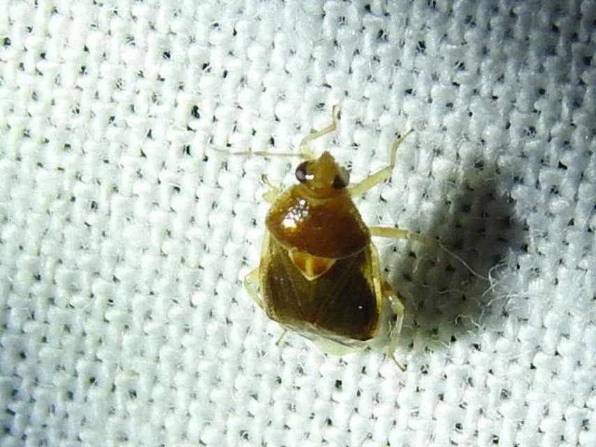Deraeocoris lutescens - sárgás mezeipoloska