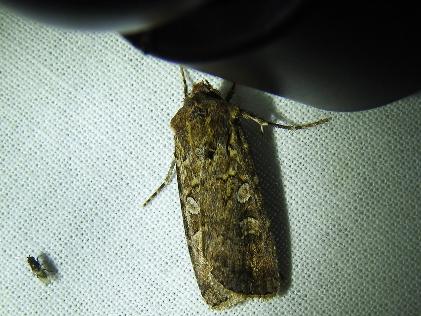 Euxoa tritici/nigrofusca/eruta