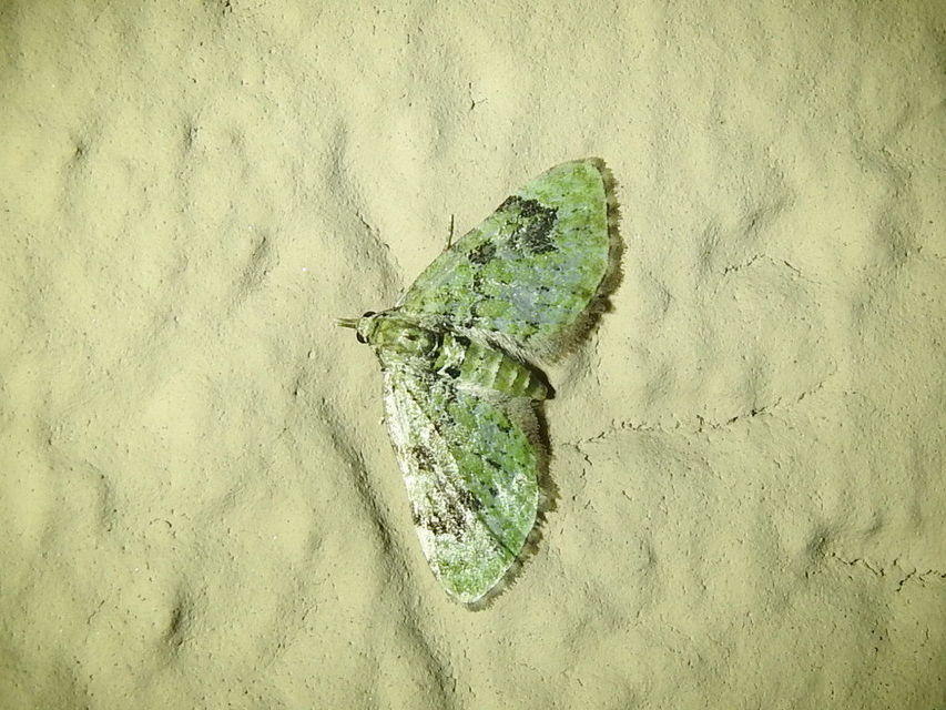 Chloroclystis v-ata - zöldes törpearaszoló