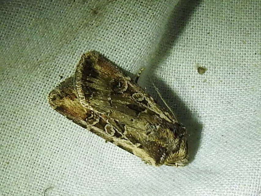 Euxoa tritici/nigrofusca/eruta