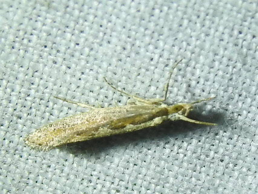 Plutella xylostella - káposztamoly