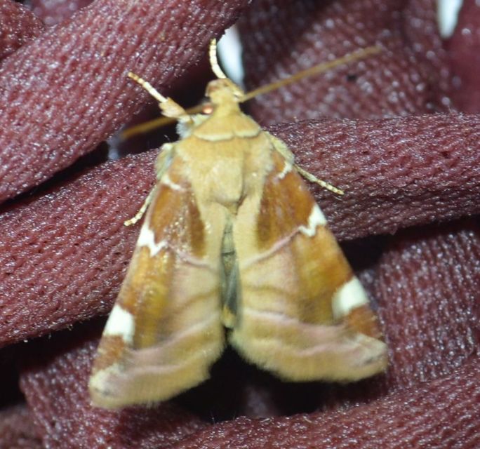 Cosmia diffinis - szilfa-lombbagoly