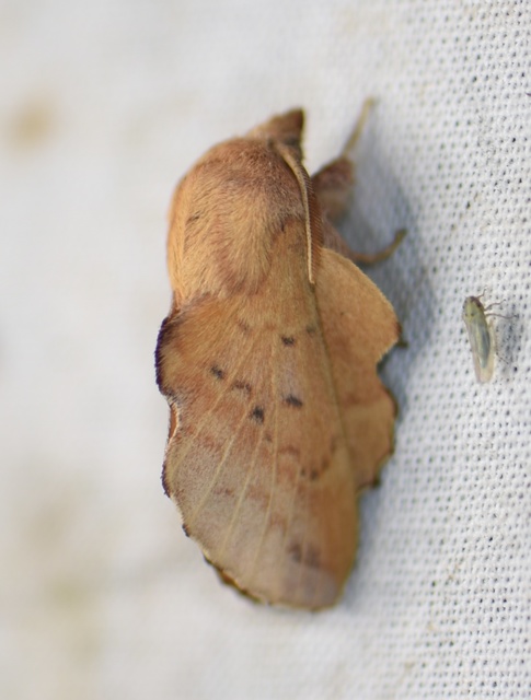 Phyllodesma tremulifolia - nyárlevélpohók