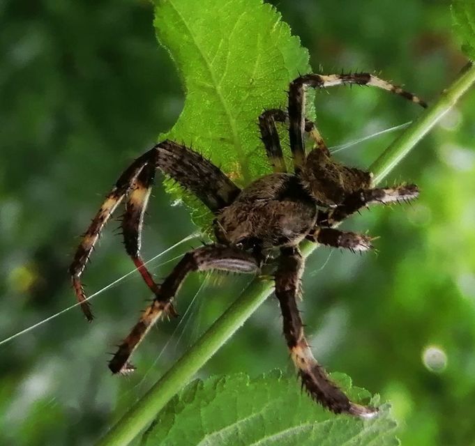 Araneus circe/angulatus
