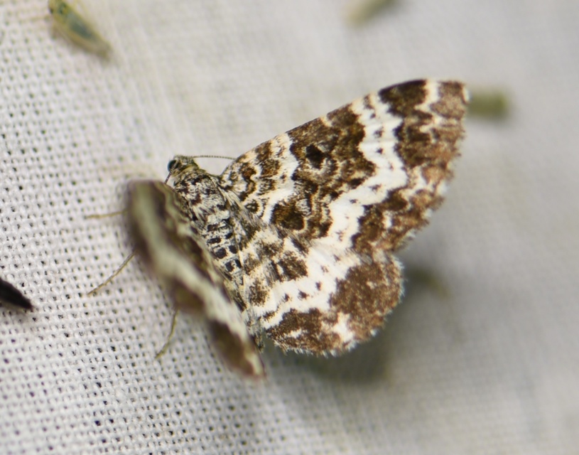 Epirrhoe tristata - gyászos tarkaaraszoló