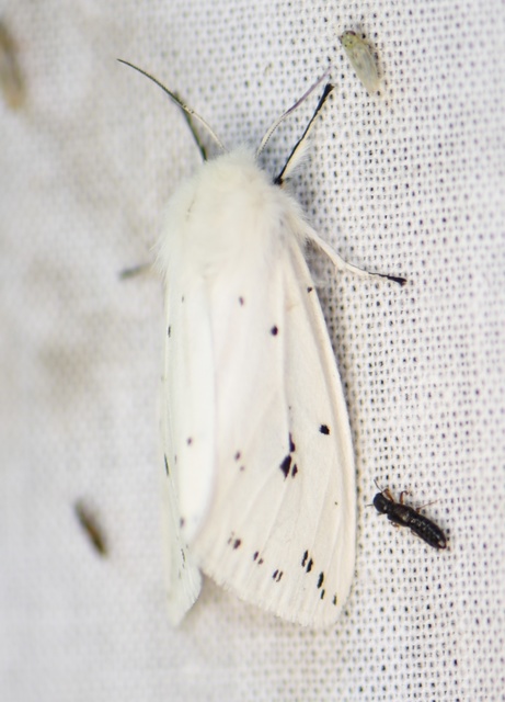 Spilosoma urticae - hószínű medvelepke