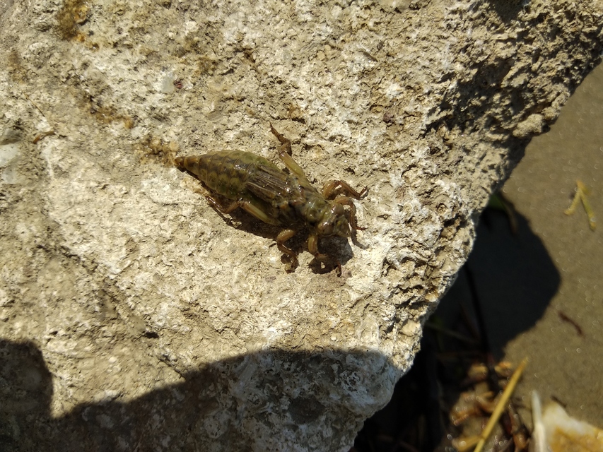 Gomphus flavipes - sárgalábú folyami-szitakötő