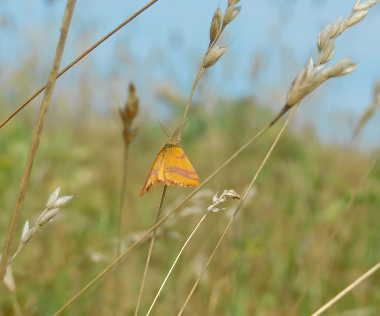 Lythria cruentaria - bíborcsíkos araszoló