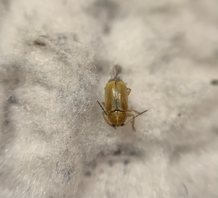 Cryptocephalus ochroleucus