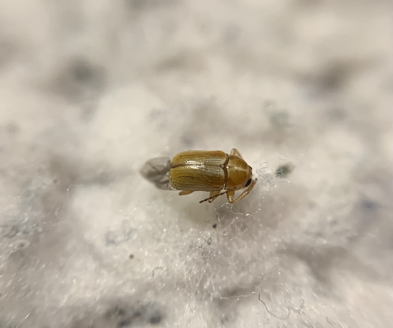 Cryptocephalus ochroleucus