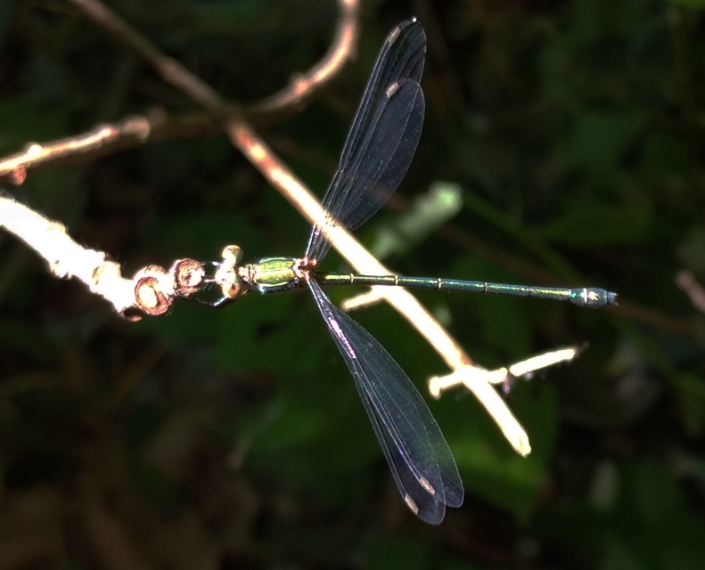 Chalcolestes viridis/parvidens
