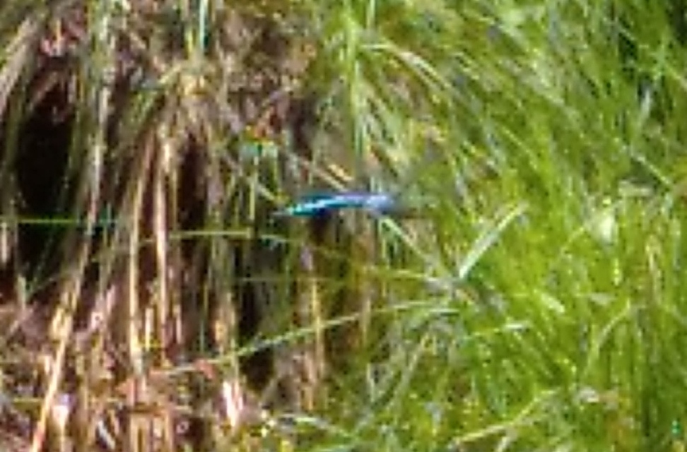 Anax imperator - zöld óriásacsa