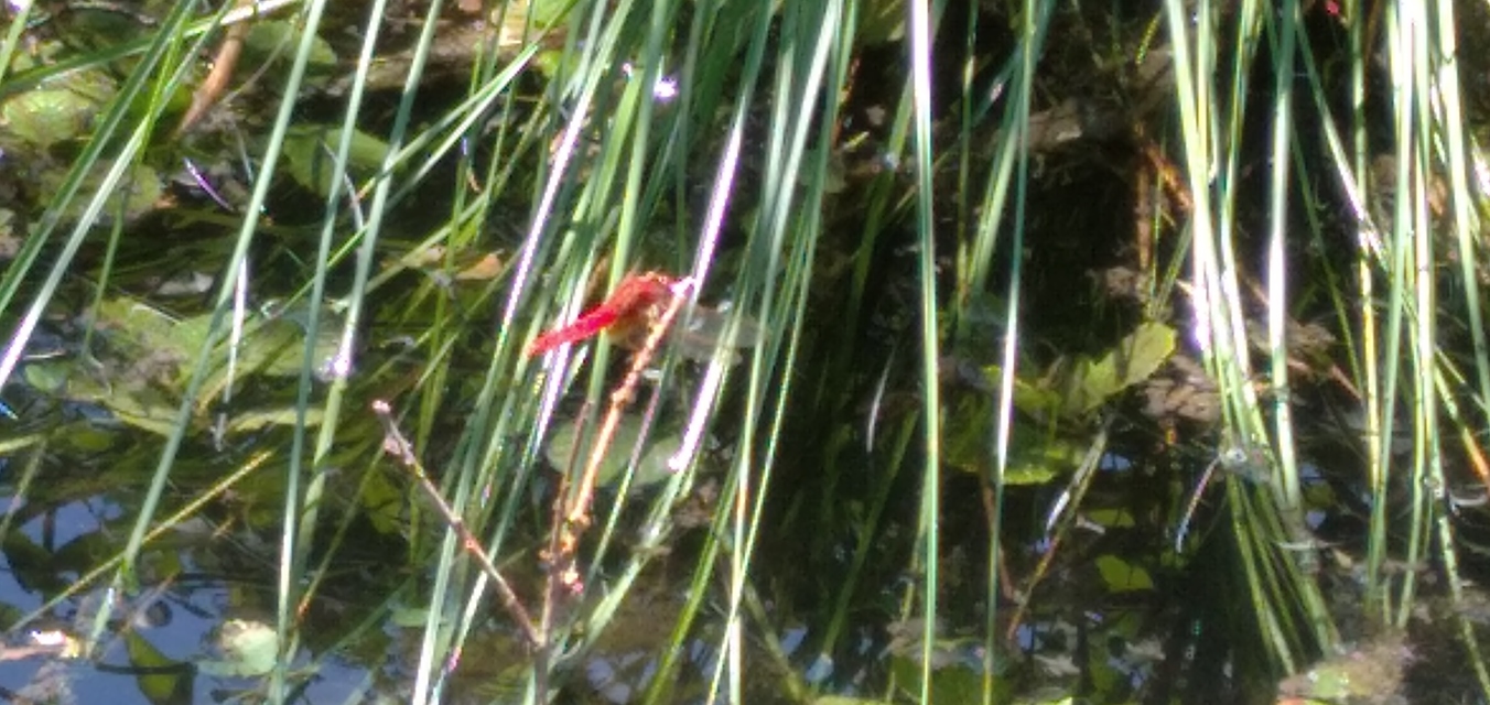 Crocothemis erythraea - skarlát szitakötő