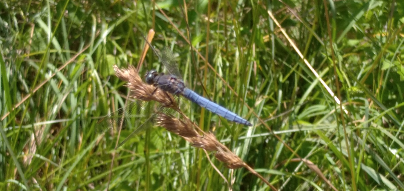 Orthetrum coerulescens - karcsú pásztorszitakötő