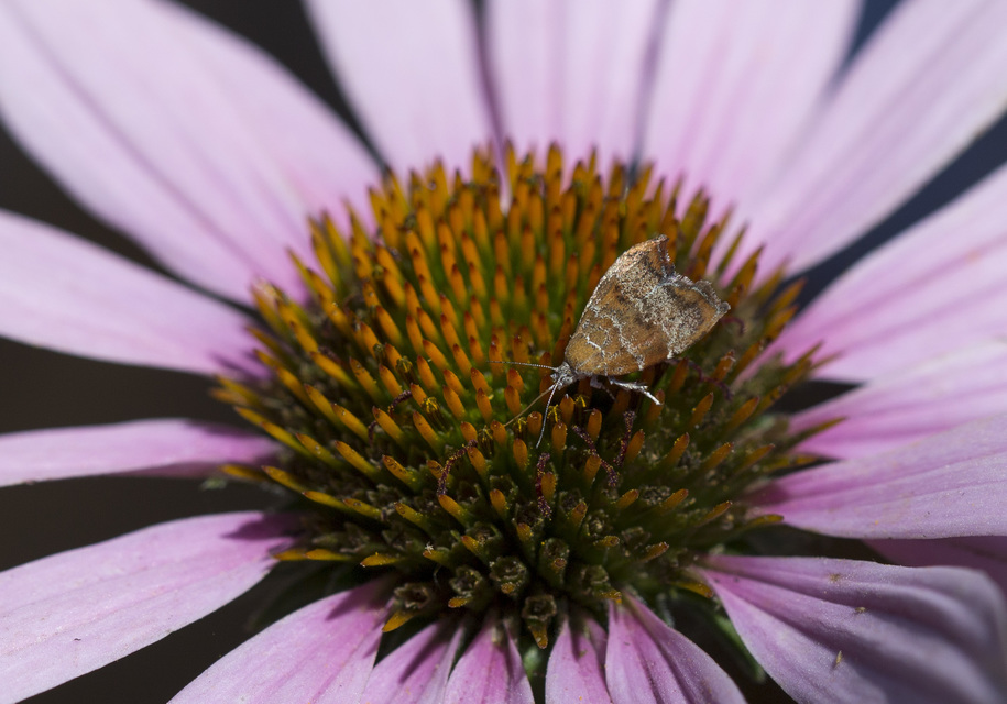 Choreutis nemorana - füge-levélmoly