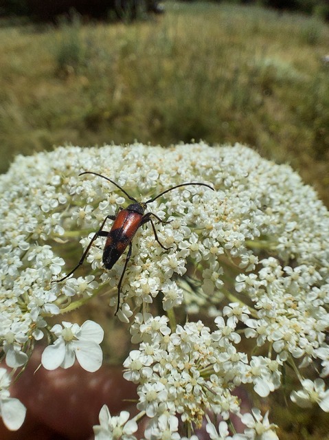 Stenurella bifasciata - kétöves karcsúcincér