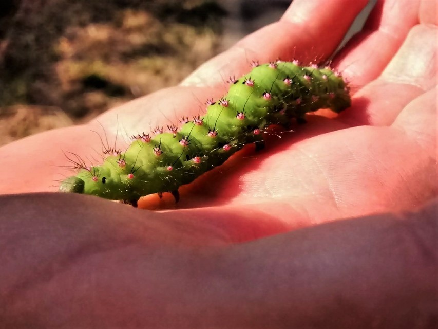 Saturnia pavoniella/pavonia