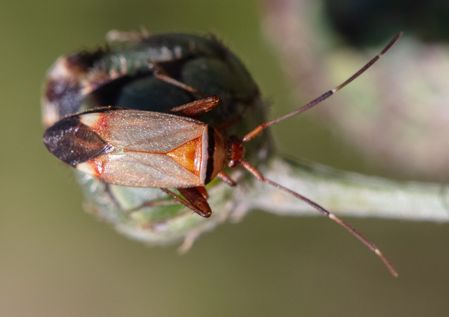 Adelphocoris vandalicus - feketevállú mezeipoloska