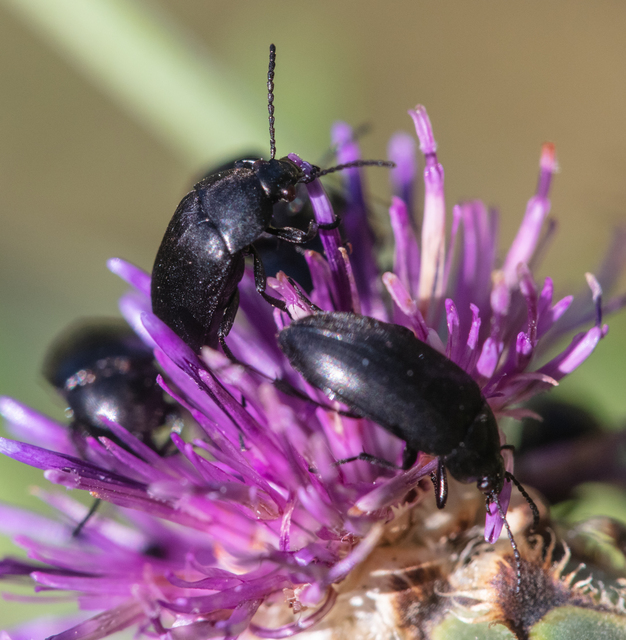 Podonta nigrita - szerecsenbogár