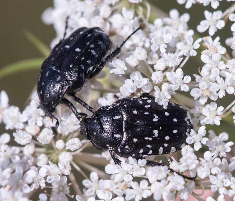 Oxythyrea funesta - sokpettyes virágbogár