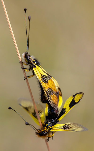 Libelloides macaronius - keleti rablópille