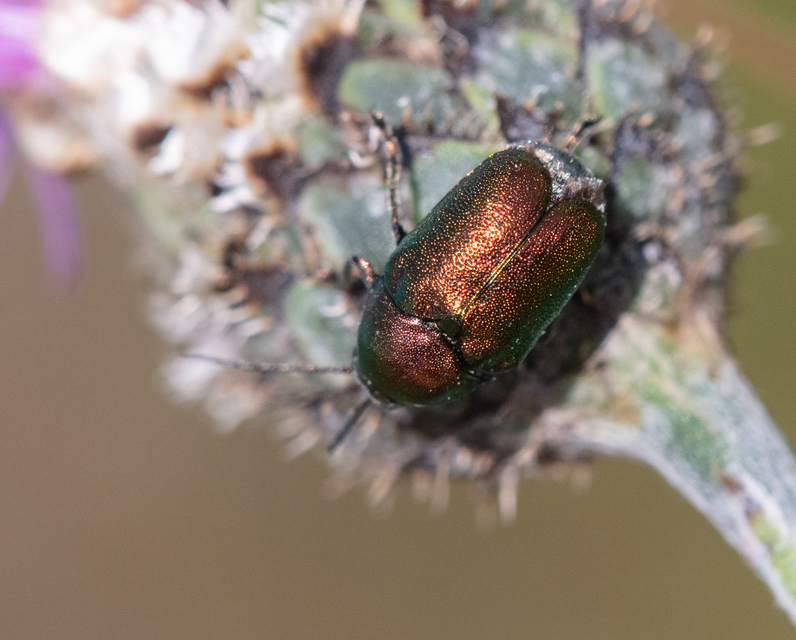 Cryptocephalus