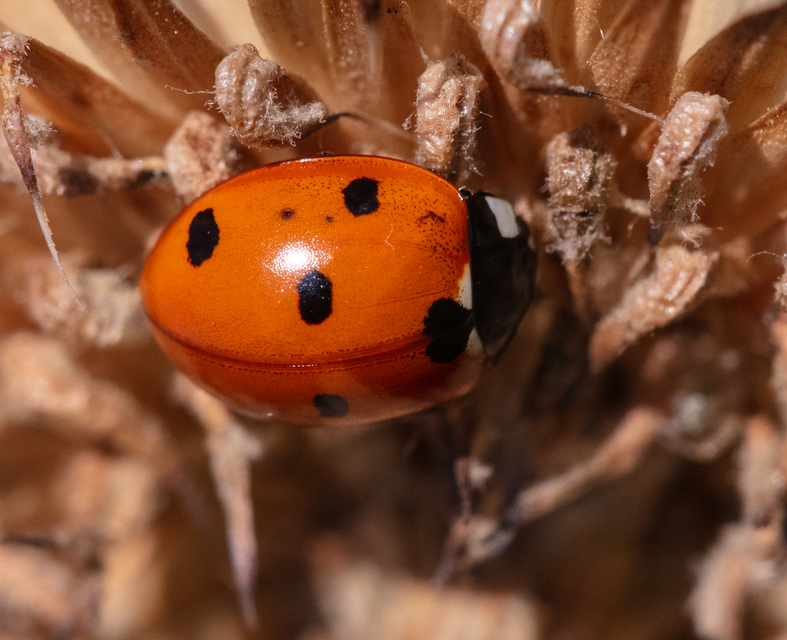 Coccinella septempunctata - hétpettyes katica