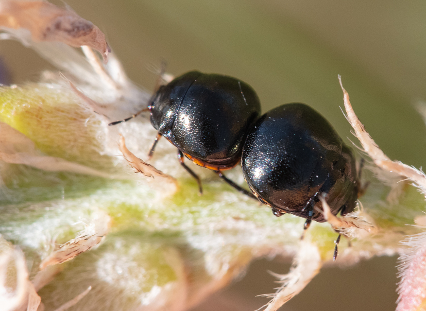 Coptosoma Coptosoma