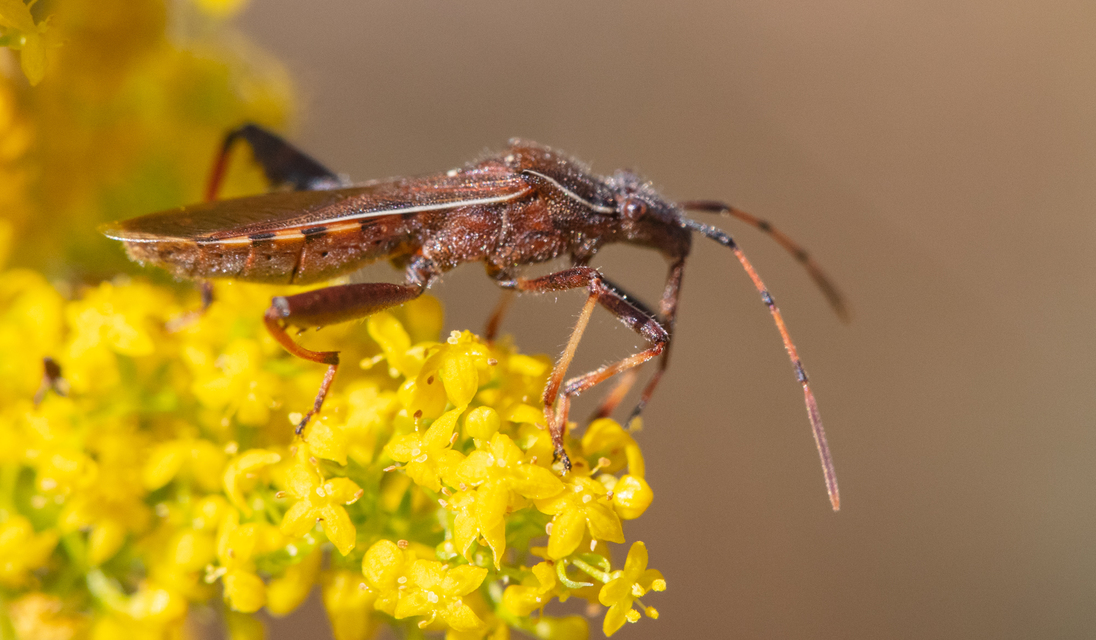 Camptopus lateralis - görbelábú karimáspoloska