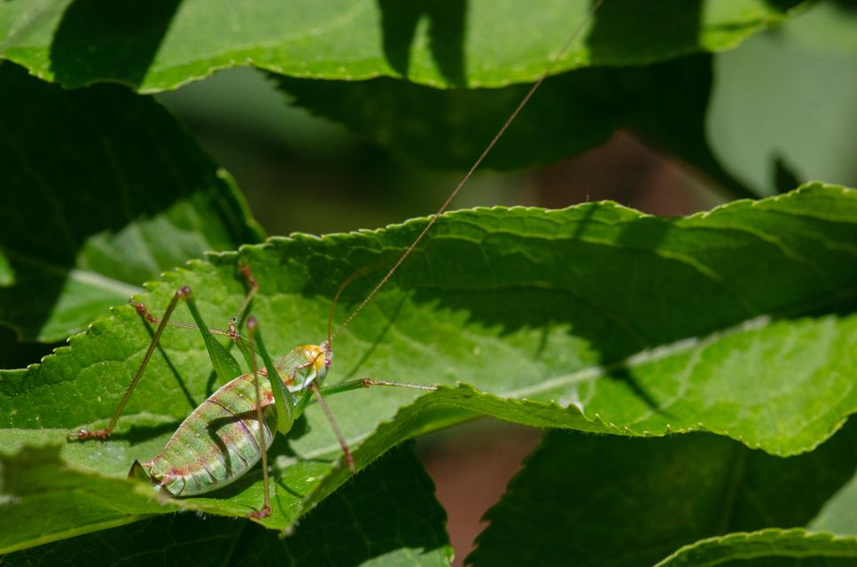 Leptophyes albovittata - közönséges virágszöcske