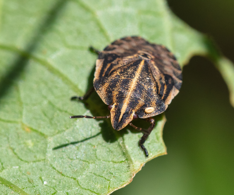 Graphosoma italicum - csíkos pajzsospoloska