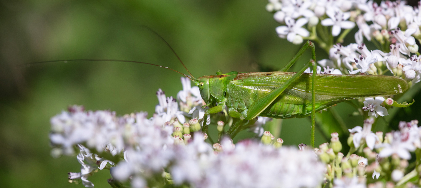 Tettigonia viridissima - zöld lombszöcske
