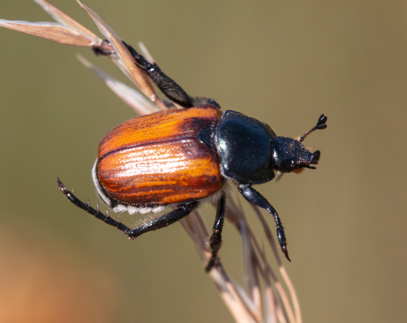 Anisoplia austriaca - osztrák szipoly