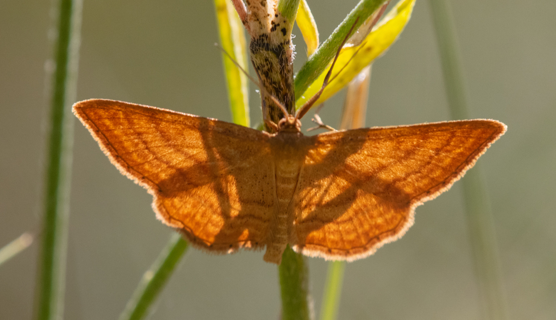 Idaea ochrata - okkerszínű sávosaraszoló